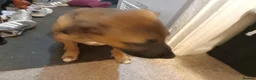 Mixed Breed dogs for sale: Nova  in Market Drayton - Advert 7