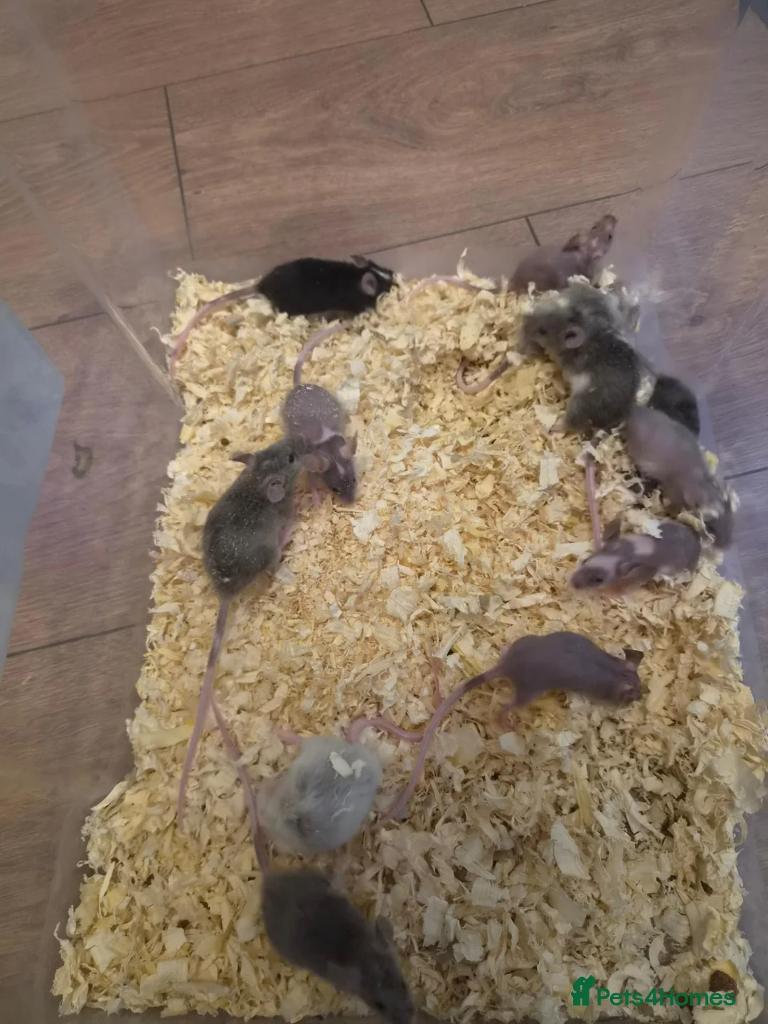 Mouse rodents for sale: Fancy pet mice for sale £8 each  in Manchester - Advert 2