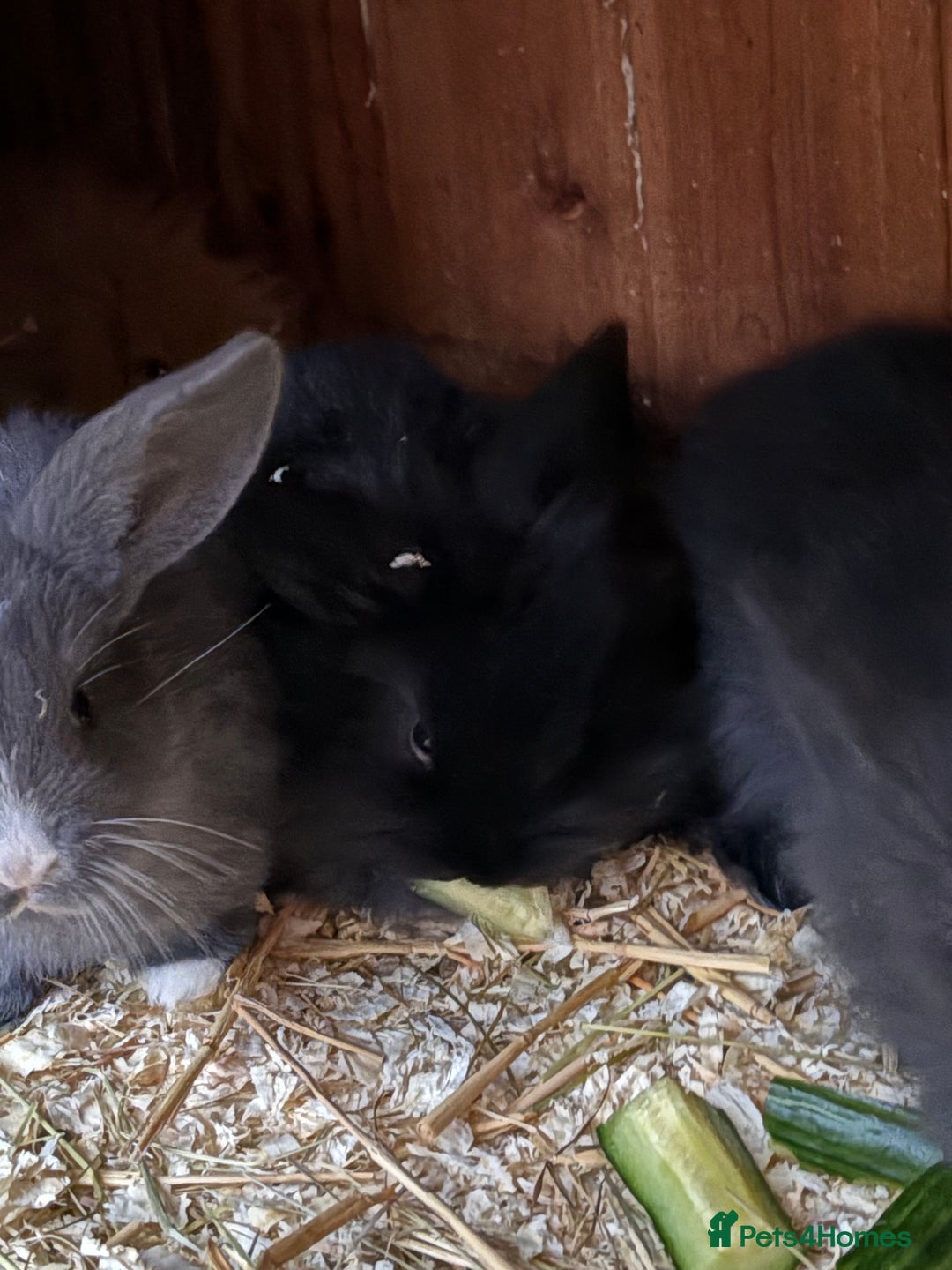 Mini Lop rabbits for sale: Mini lop baby rabbits for sale. - Advert 10