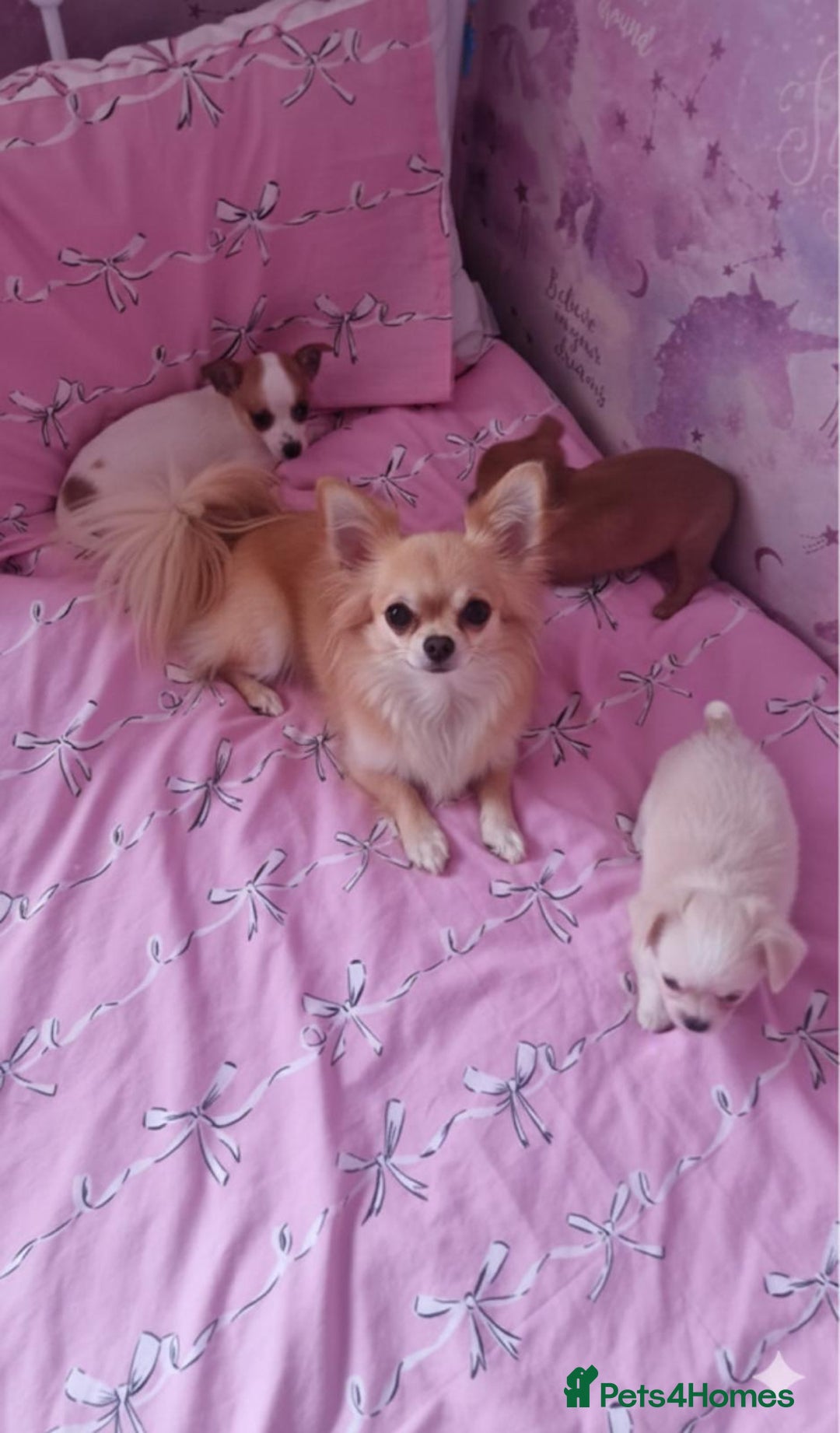 Chihuahua dogs for sale: Chihuahua puppies - Advert 1