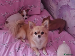 Chihuahua dogs Chihuahua puppies - Advert 2