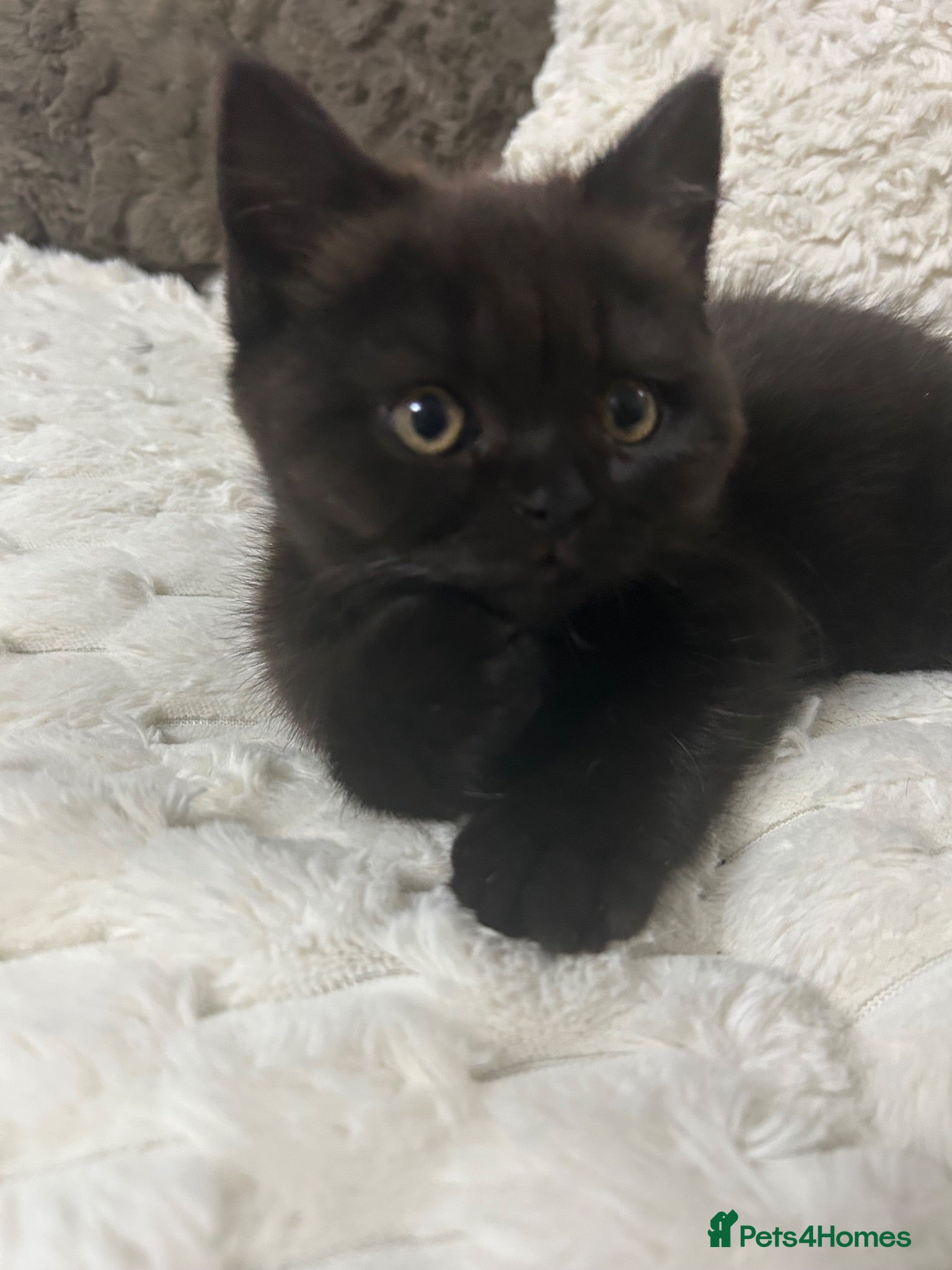 Mixed Breed cats Beautiful British shorthair/persian kittens - Advert 13