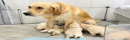 Golden Retriever dogs for sale: 6 golden retriever puppies for sale - Advert 13