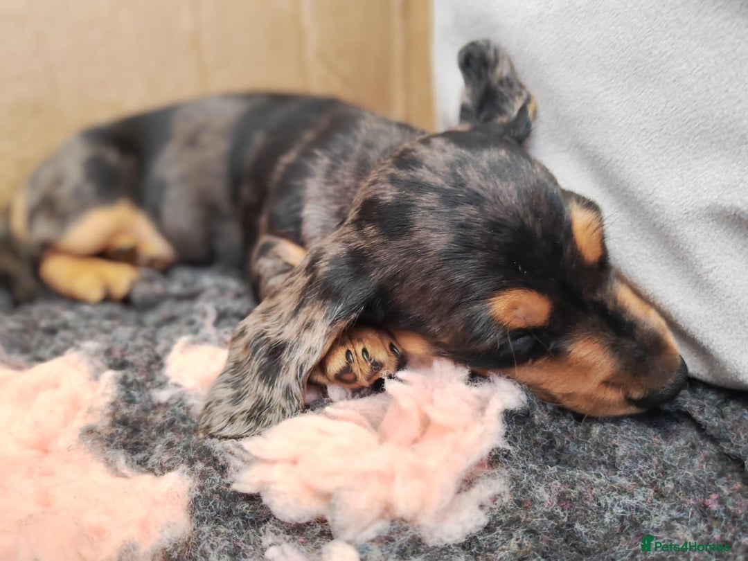 Miniature Dachshund dogs for sale: Stunning Silver dapple miniature boy - Image 5