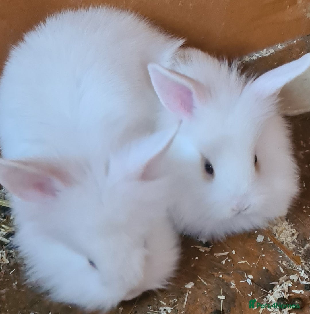 Mini Lion Lop rabbits for sale: 2 female mini lion lop - Image 5