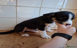 Border Collie dogs for sale: Border collies for sale - Image 21