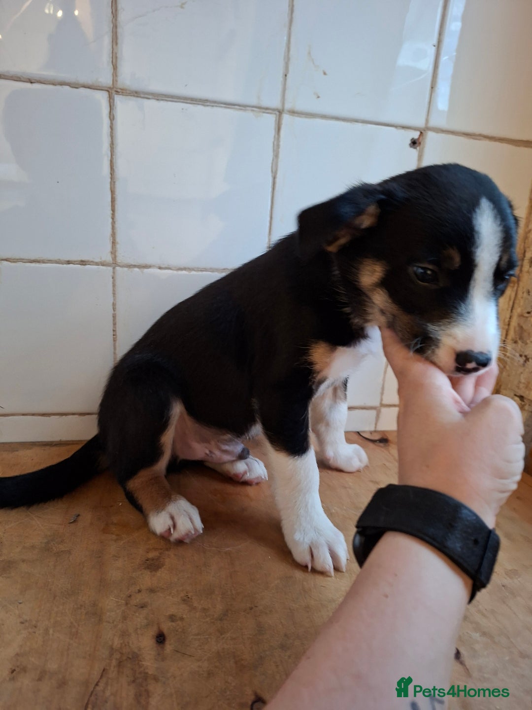 Border Collie dogs for sale: Border collies for sale - Image 21