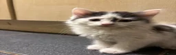 Turkish Angora cats for sale: 3 beautiful kittens ready to find a loving home  - Advert 12