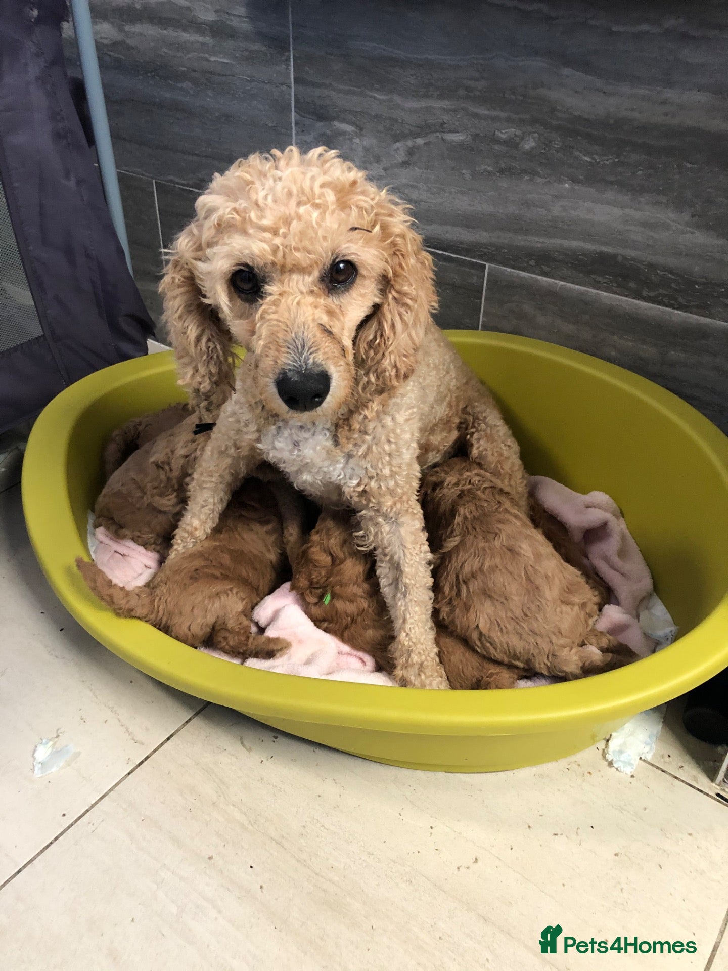 Cavapoo dogs 🐾Adventures of a curly cavapoo🐕 - Advert 2