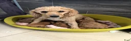 Cavapoo dogs for sale: 🐾Adventures of a curly cavapoo🐕 in Chessington - Advert 2