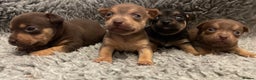 Jack Russell dogs for sale: Beautiful docked miniature Jack Russell puppies - Advert 23