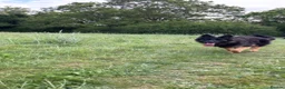 German Shepherd dogs for sale: Looking for new house - Advert 9