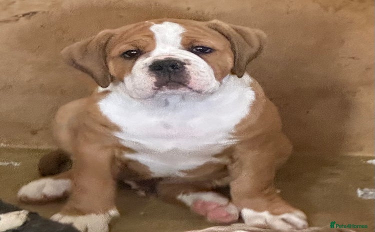 Old Tyme Bulldog dogs - Advert 1