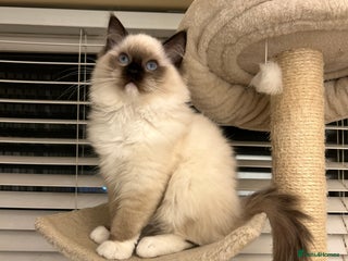 Ragdoll cats TICA registered champion line ragdoll kittens. - Advert 8