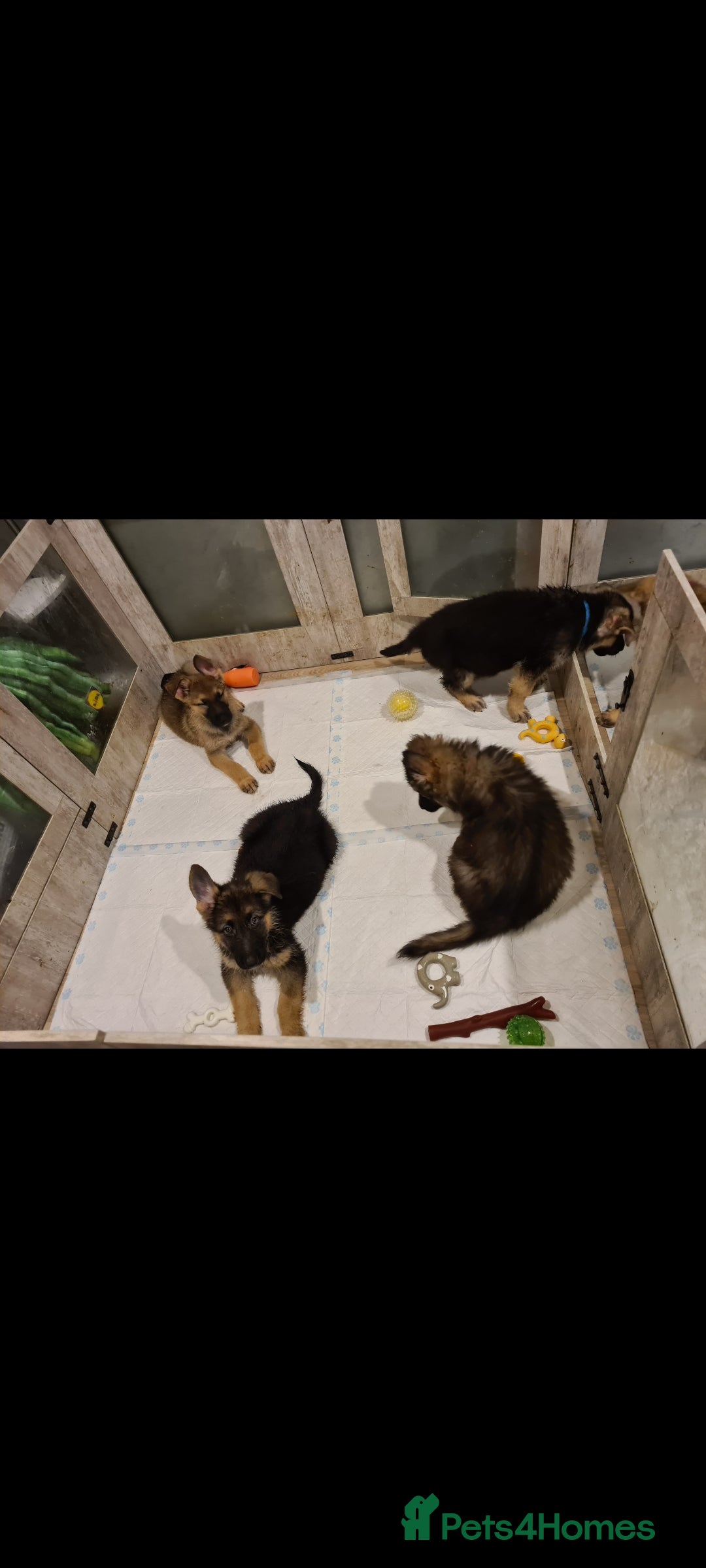 German Shepherd dogs for sale: 🐾Adorable 8-Week-Old German shepherd puppies🐾 - Image 5