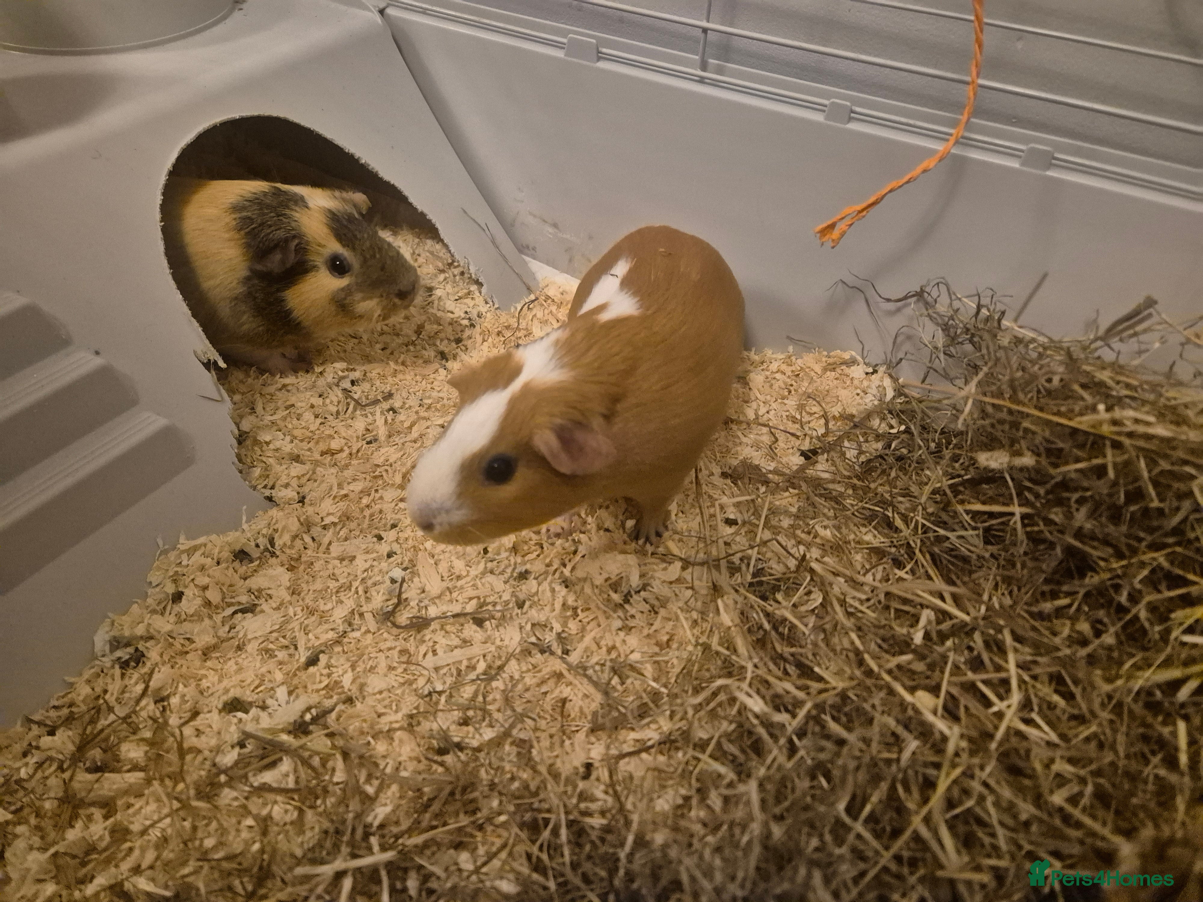 Guinea Pig rodents 2 female guinea pigs  - Advert 3