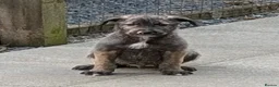 Irish Wolfhound dogs for sale: Irish Wolfhound Puppies  - Advert 11