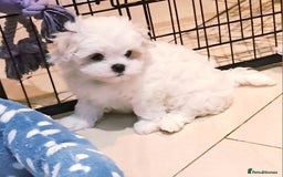 Maltese dogs for sale: Mini Maltese Puppys - Image 11