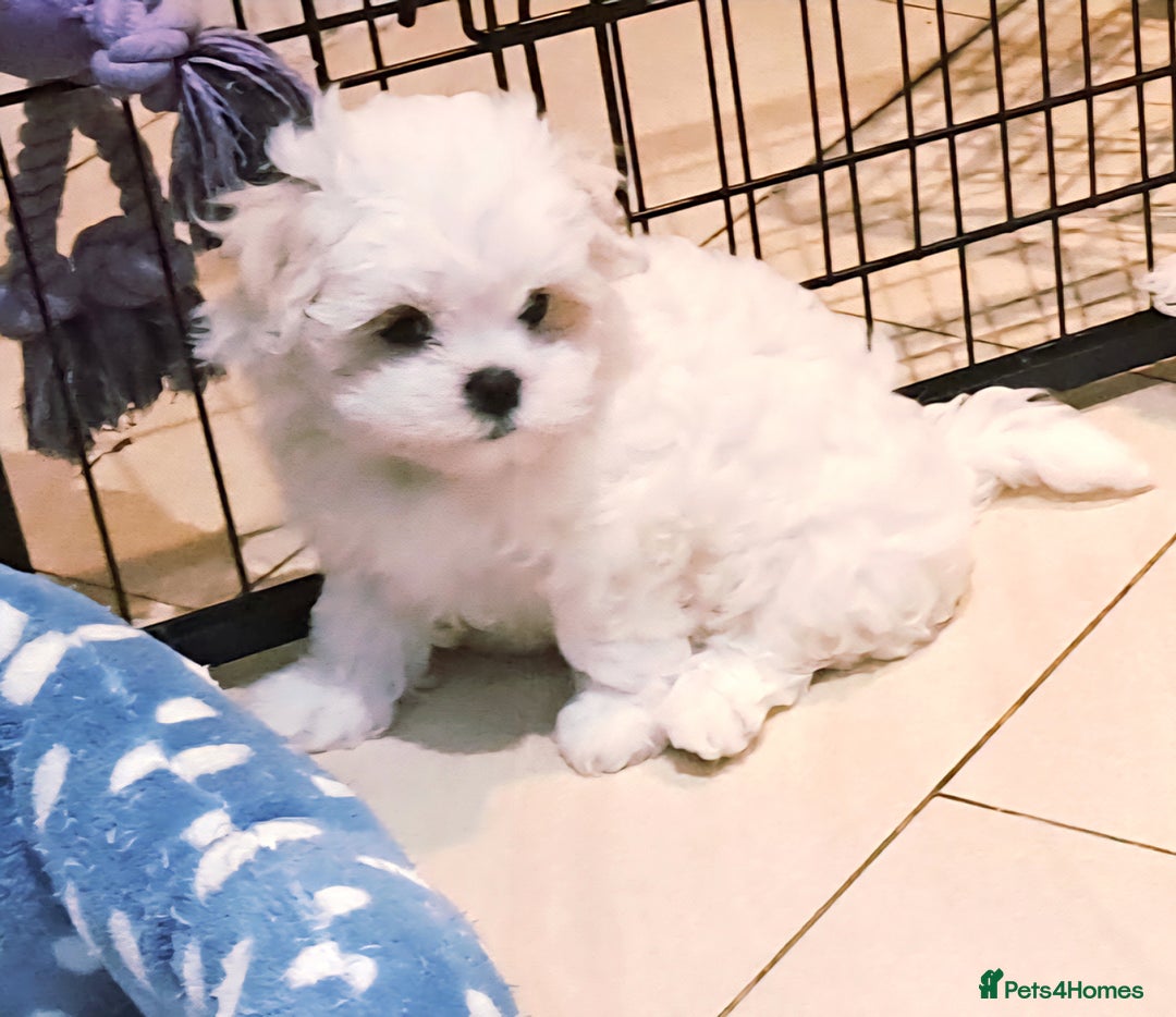Maltese dogs for sale: Mini Maltese Puppys - Image 11