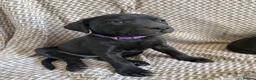 Staffordshire Bull Terrier dogs for sale: SOLD.  - Advert 10
