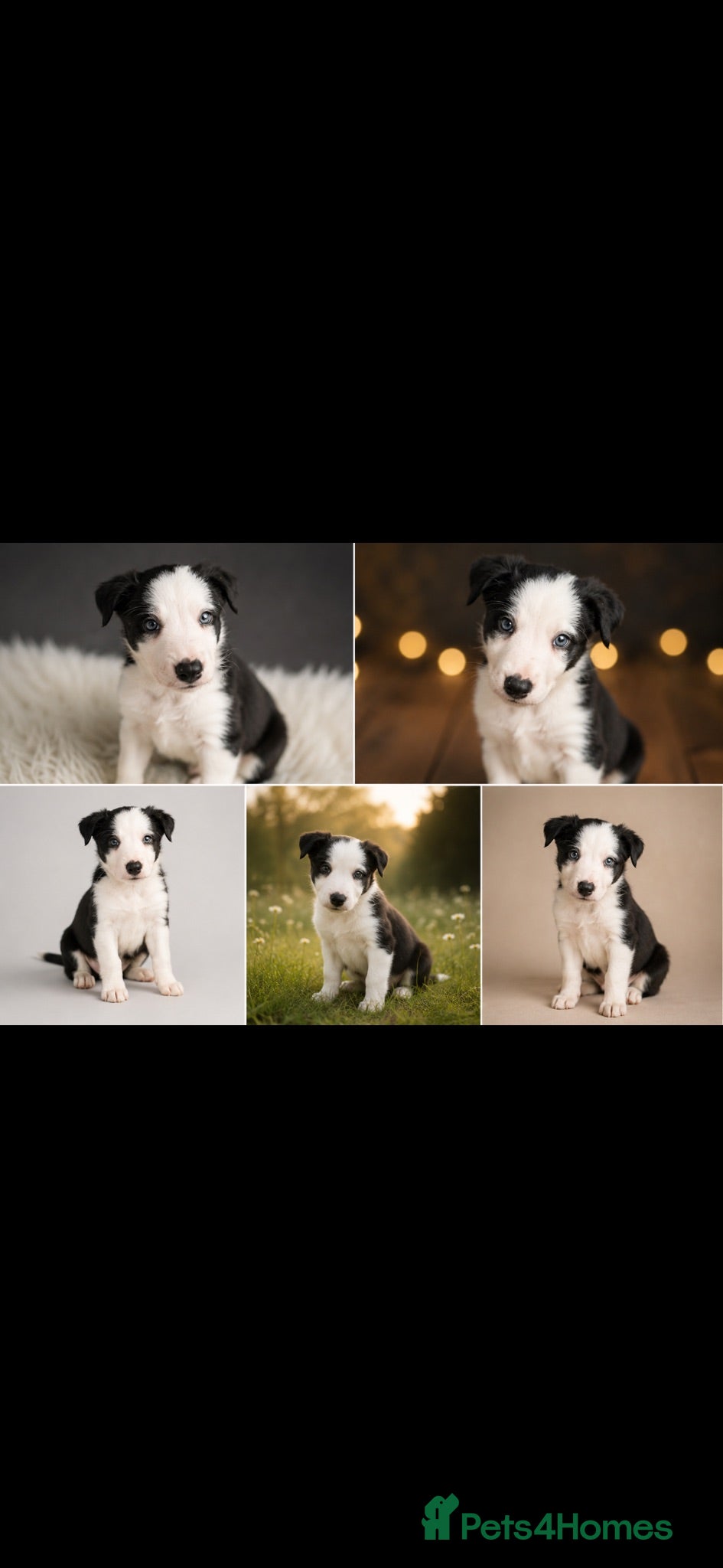 Border Collie dogs Well brought up border collie puppies  - Advert 14
