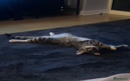 Mixed Breed cats for sale: Tabby Ragdoll for sale - Advert 6