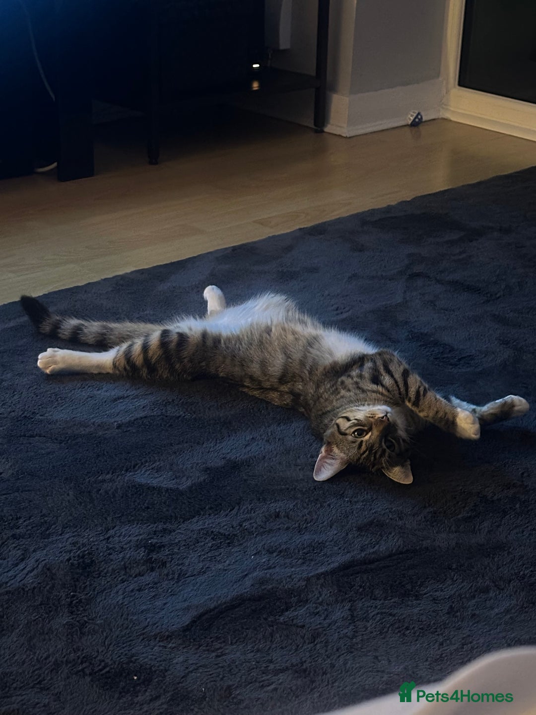 Mixed Breed cats for sale: Tabby Ragdoll for sale - Advert 6