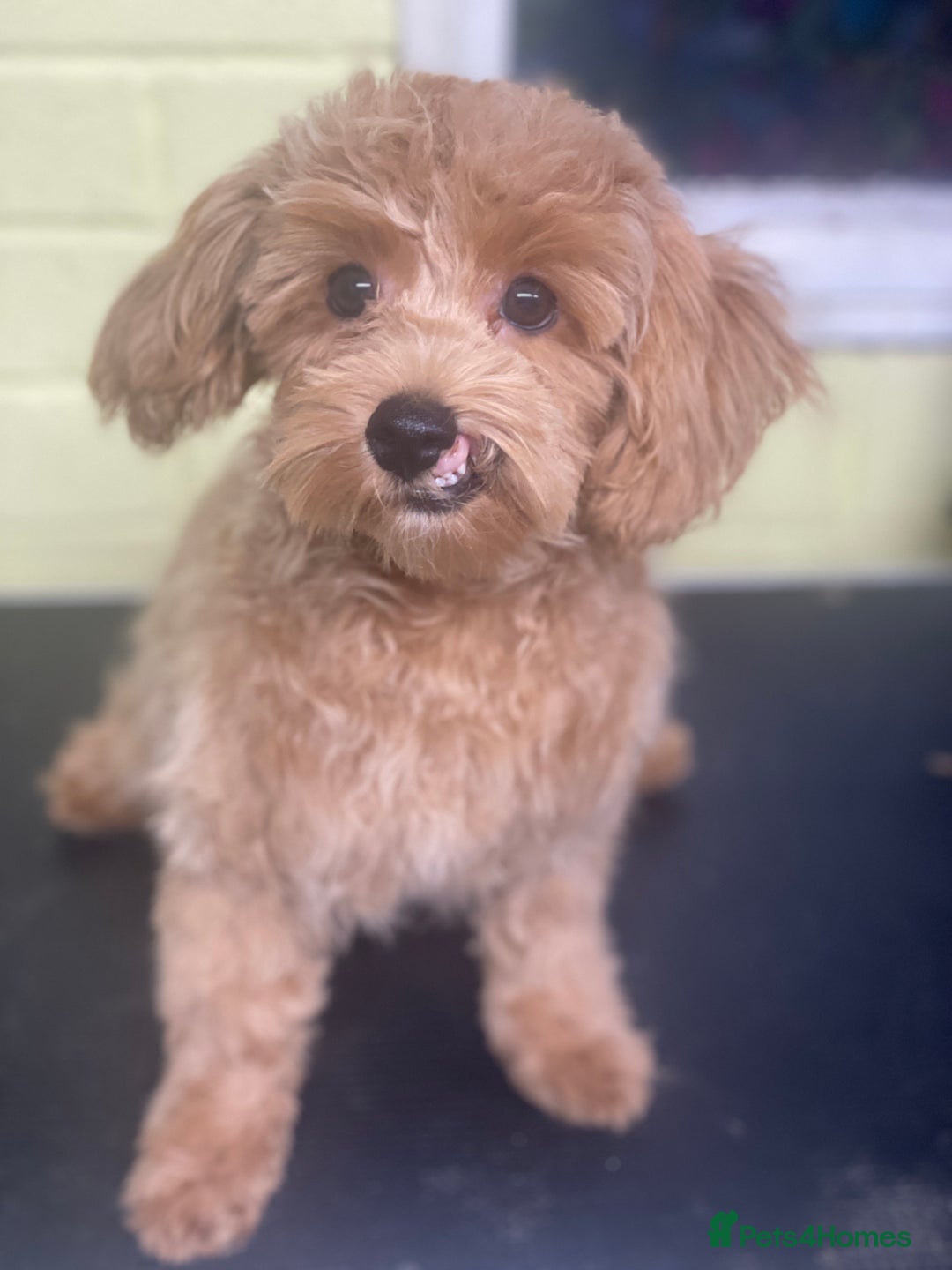Toy Poodle dogs for sale: Little boy - Image 1