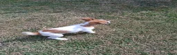 Mixed Breed dogs for sale: Beautiful Jack Russell puppies.  - Advert 3