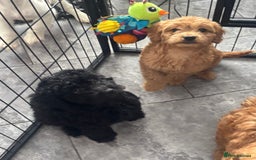 Mixed Breed dogs for sale: final reduction to find forever home  - Image 28