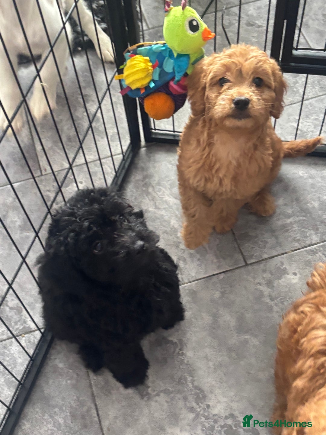 Mixed Breed dogs for sale: final reduction to find forever home  - Image 28
