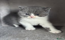 British Shorthair cats for sale: ✨ GCCF/TICA Stunning BSH Kittens – Blue&Bicolour ✨ - Image 8