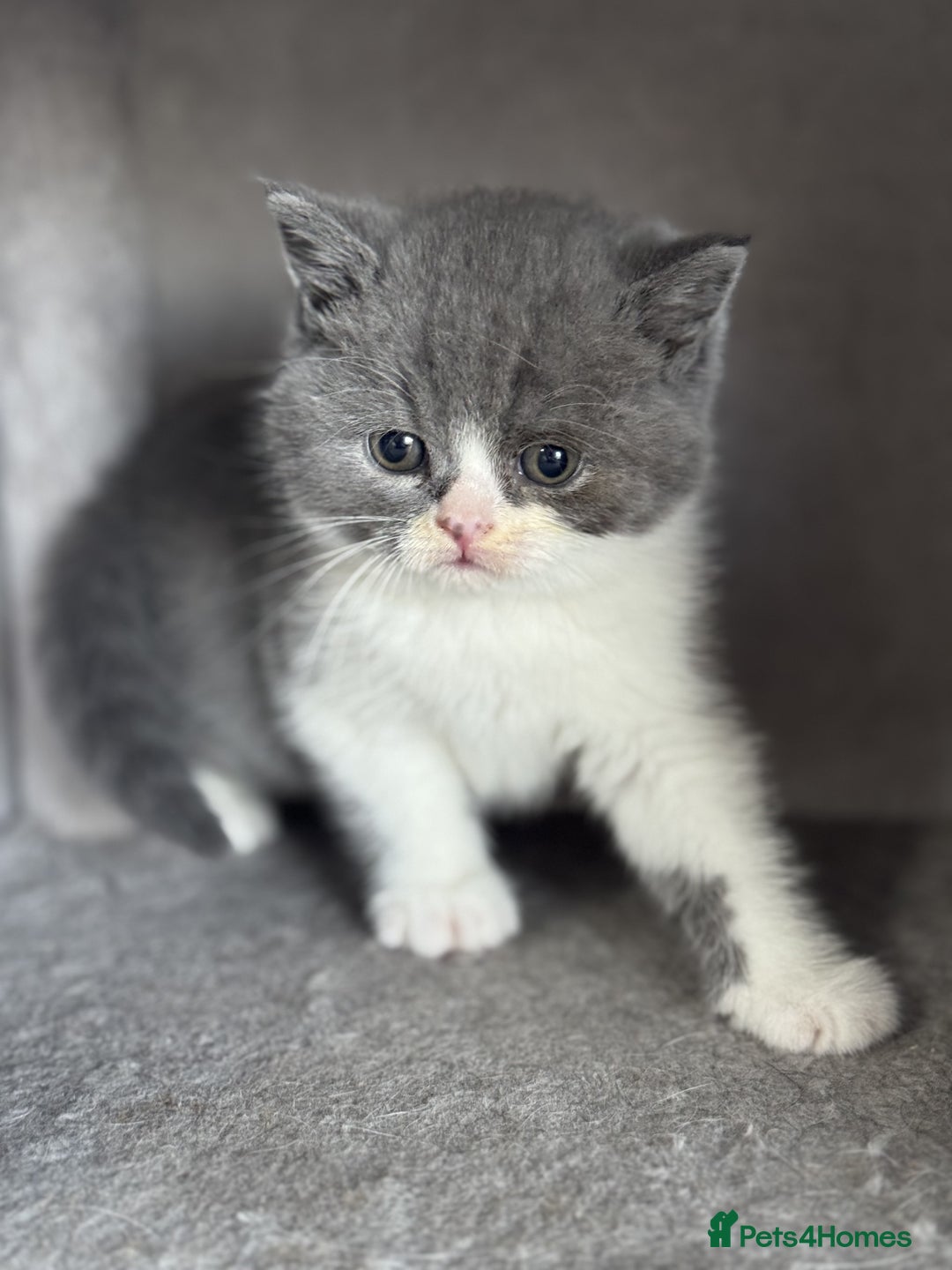 British Shorthair cats for sale: ✨ GCCF/TICA Stunning BSH Kittens – Blue&Bicolour ✨ - Image 8