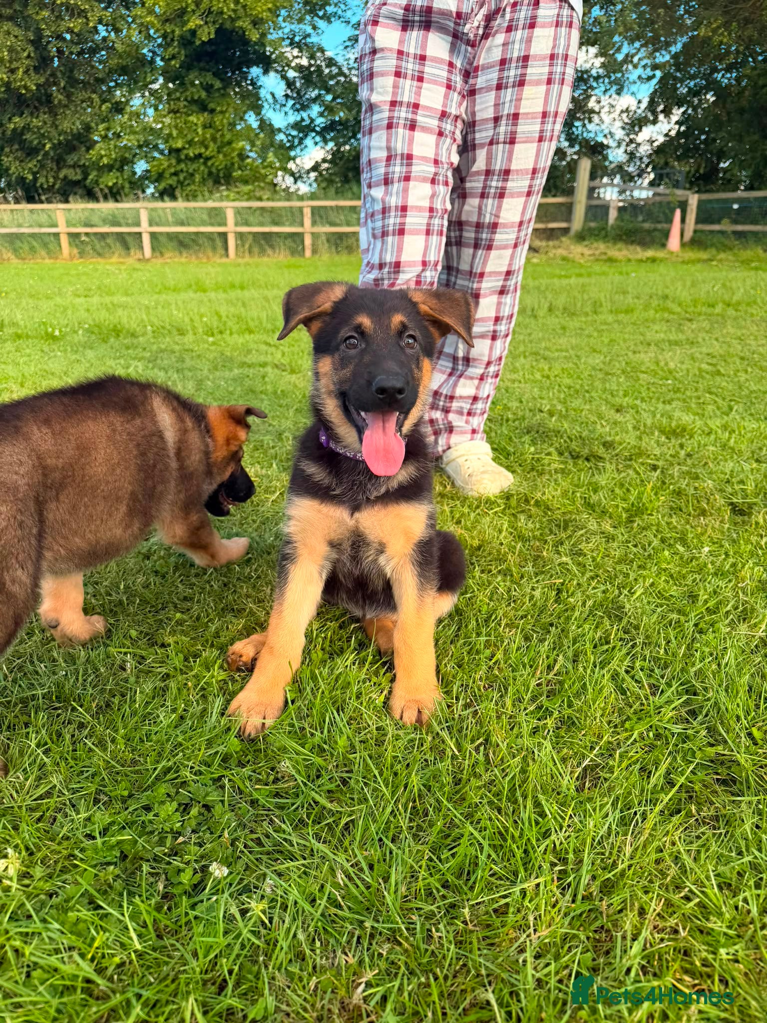 German Shepherd dogs Beautiful German Shepherd Pups  - Advert 2