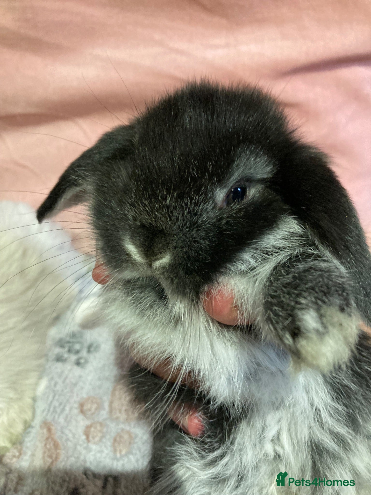 Mini Lop rabbits Adorable pure bred mini lops - Advert 2