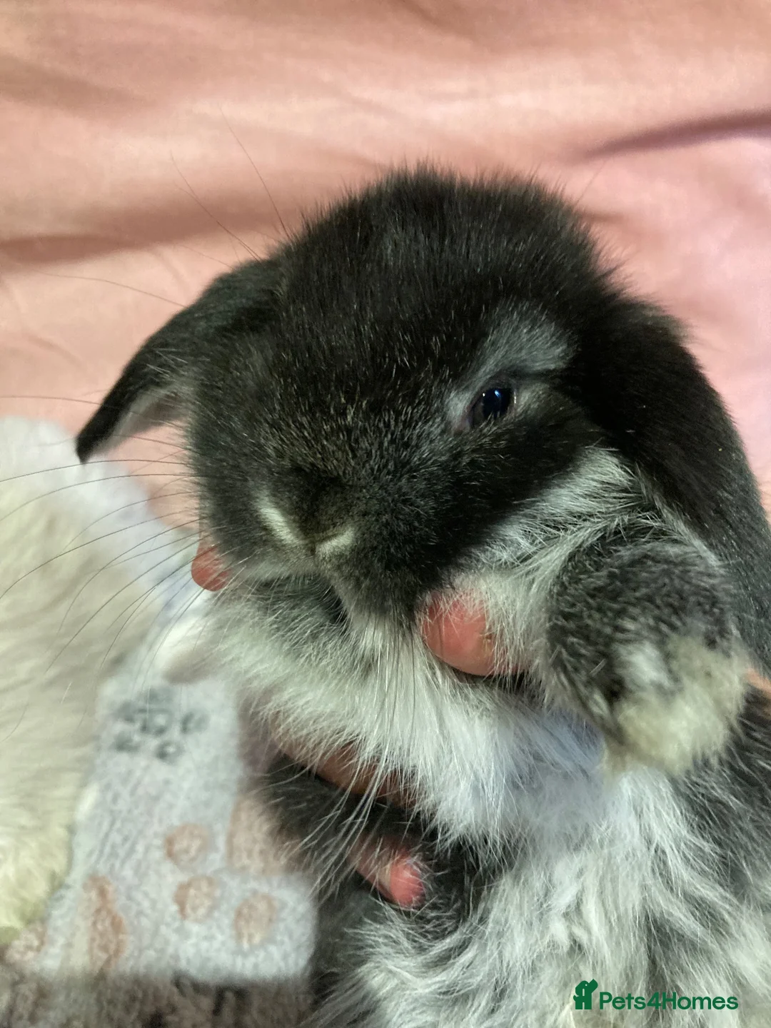 Mini Lop rabbits for sale: Adorable pure bred mini lops - Advert 2