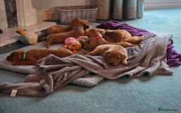 Labrador Retriever dogs for sale: KC Registered Fox Red Labrador Puppies - Image 1