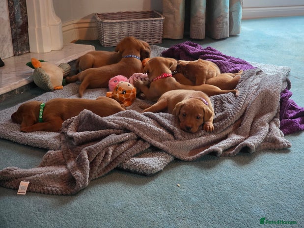 Labrador Retriever dogs - Advert 4