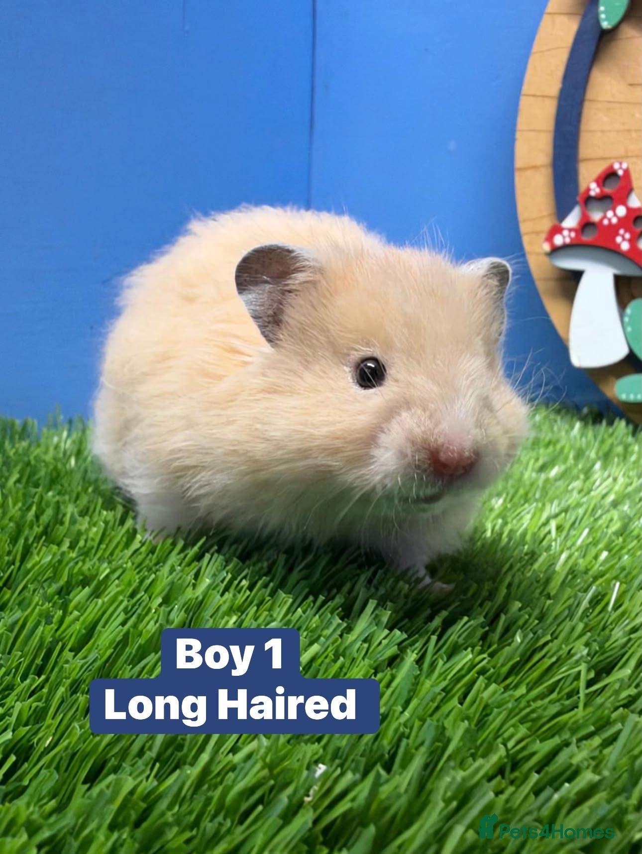 Hamster rodents for sale: Syrian Baby Hamster Babies Pedigree Well Handled  - Advert 2