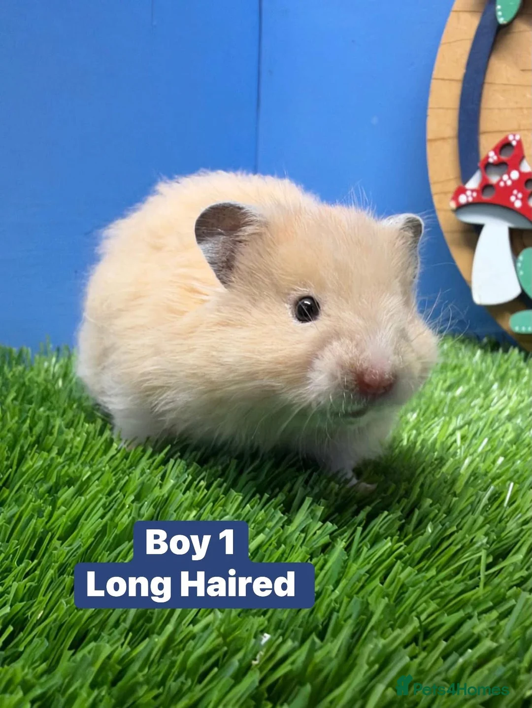 Hamster rodents for sale: Syrian Baby Hamster Babies Pedigree Well Handled  - Advert 2