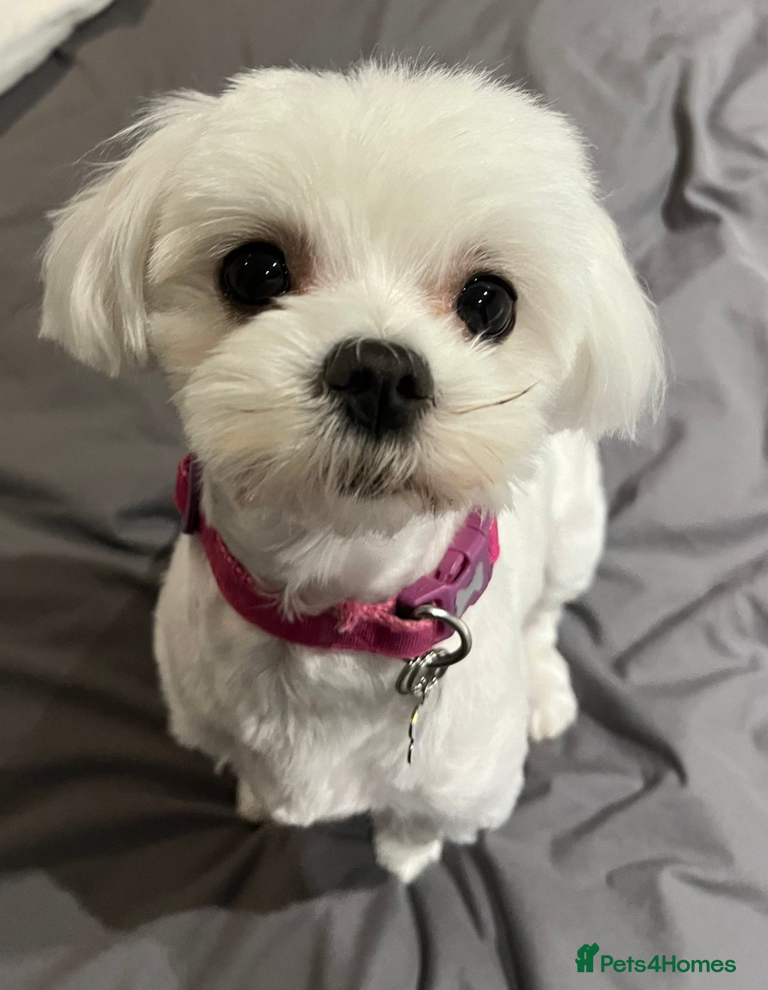 Maltese dogs for sale: KC Reg Korean Maltese girls - Image 34
