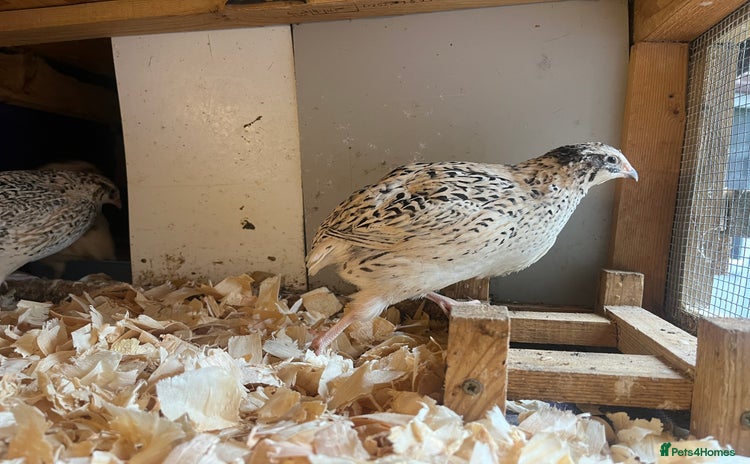 Quail poultry - Advert 7