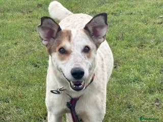 Mixed Breed dogs Trinity - Norwich Norfolk - Advert 15