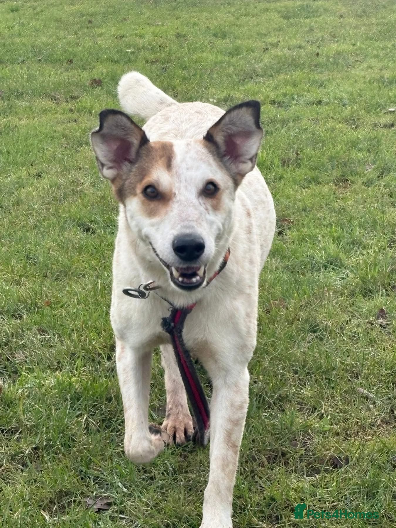 Mixed Breed dogs for adoption: Trinity - Norwich Norfolk  - Advert 1