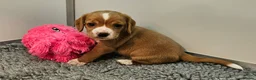 Bocker dogs for sale: Beautiful Red Bocker Pups - Ready 18.02.26 - Advert 12