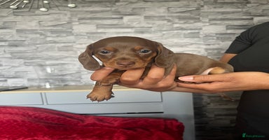 Miniature Dachshund dogs - Advert 11