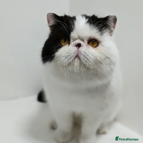 Persian cats for stud in Tadworth - Advert 4