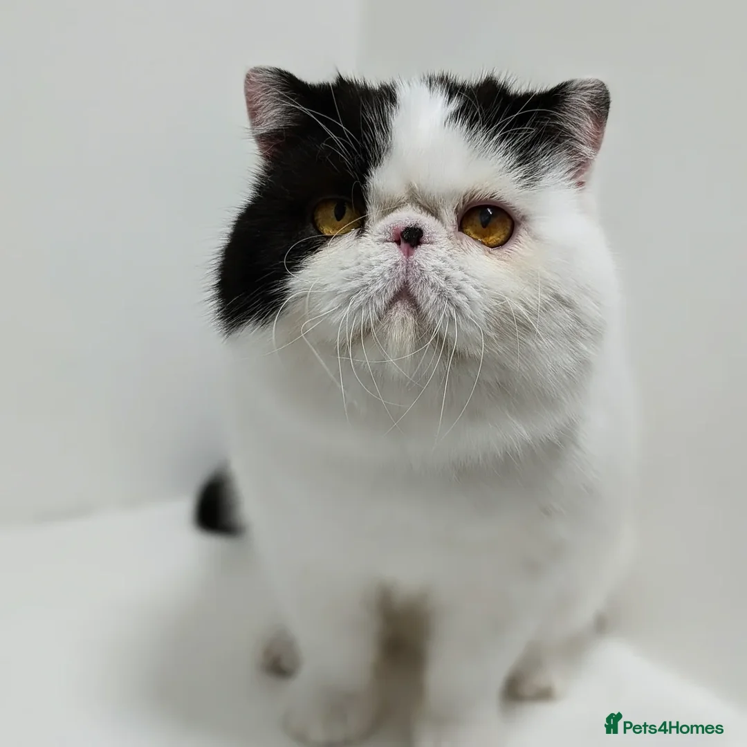 Persian cats for stud: 🧡 Stunning Russian import for stud 🧡 in Tadworth - Advert 1