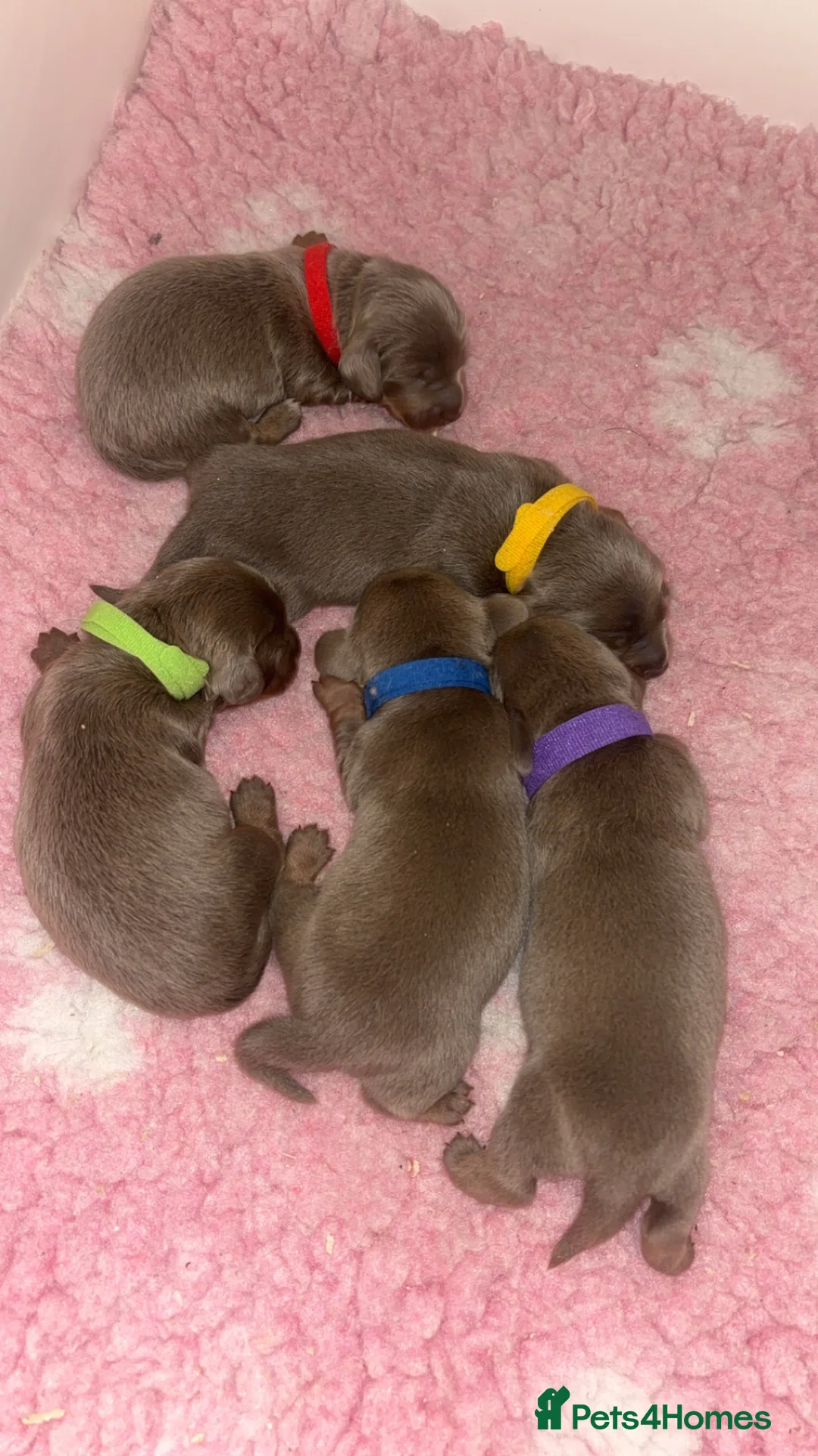 Miniature Dachshund dogs for sale: Long&Short Miniature Dachshunds  in Drybrook - Advert 2