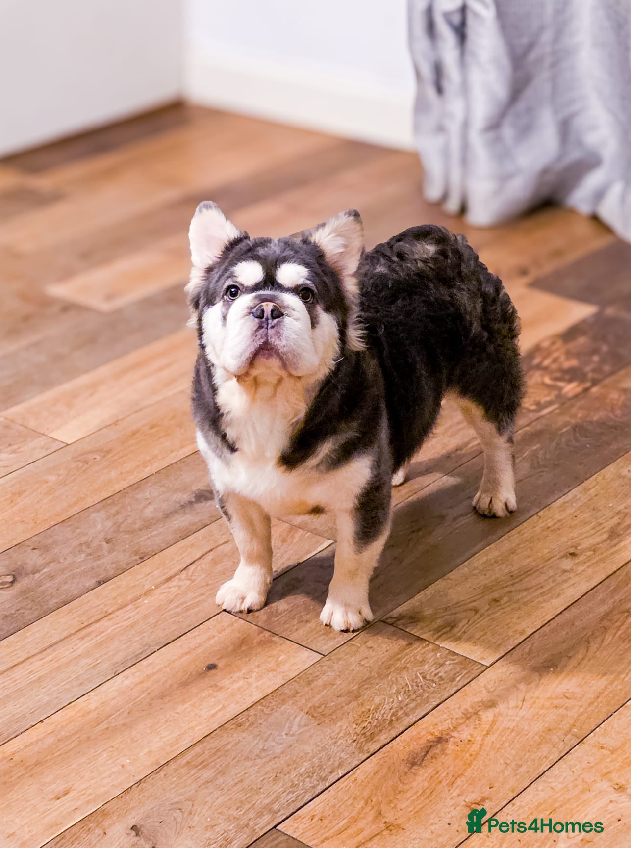 French Bulldog dogs 🔥 PLAYSTATION 🔥 in Chesterfield - Advert 1